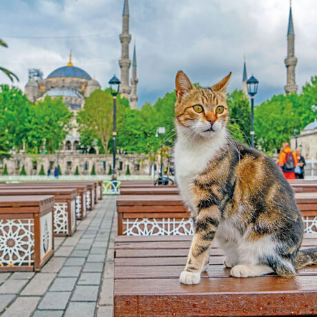 Istanbul, la città più cat friendly al mondo