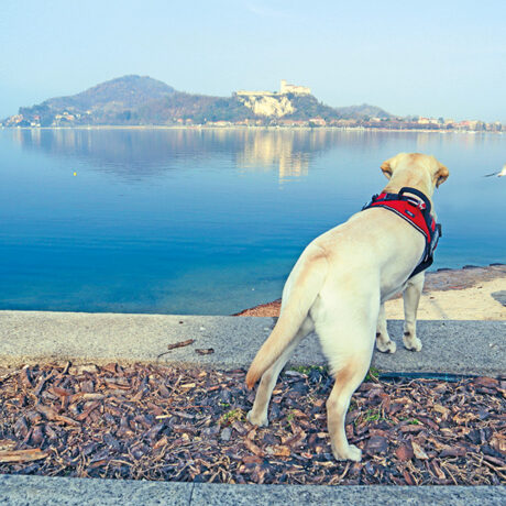 Maggiore, il Lago pet friendly: un cane scruta il panorama lacustre.