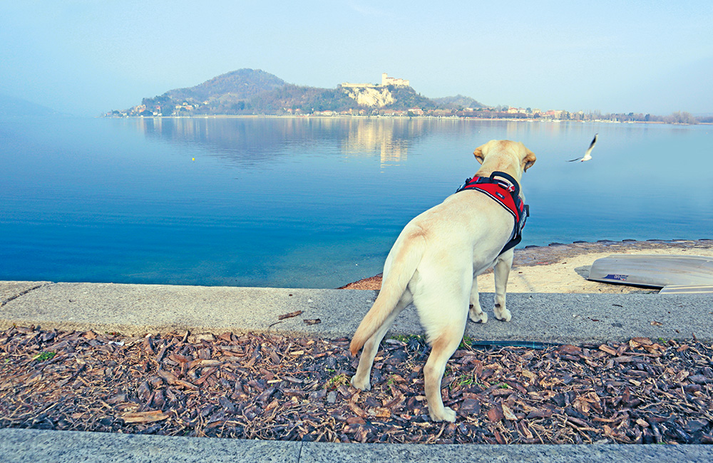 Maggiore, il Lago pet friendly: un cane scruta il panorama lacustre.