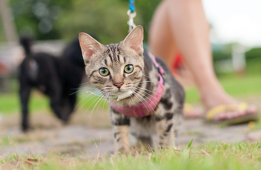 Gatto in vacanza: un micio al guinzaglio abituato agli ambienti esterni.