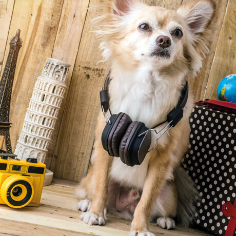 Vacanze pet friendly: un cagnolino pronto alla partenza.