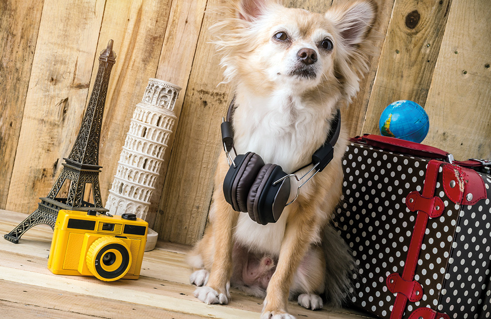 Vacanze pet friendly: un cagnolino pronto alla partenza.