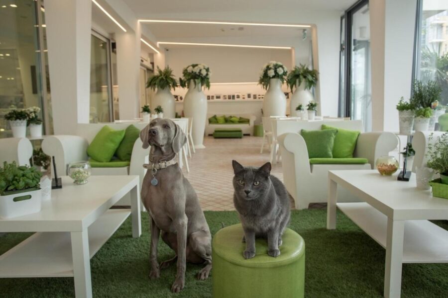 Hotel Principe for Pet Lovers