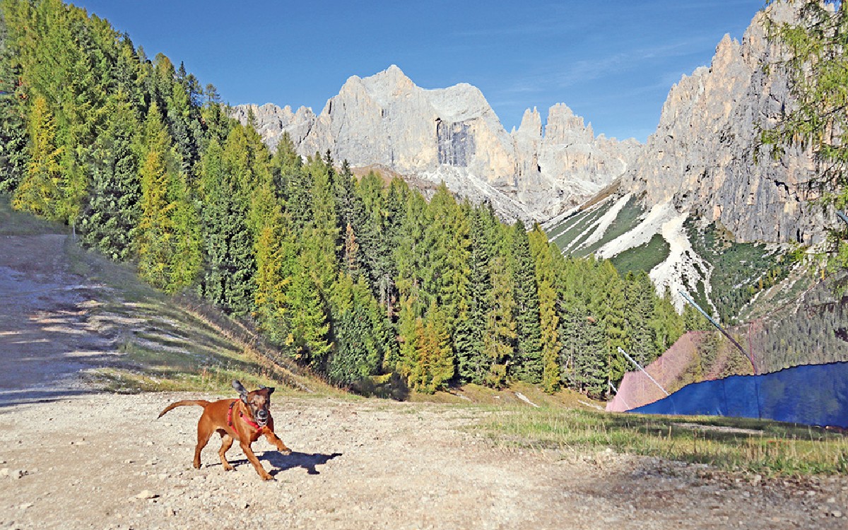 In montagna con il cane: un cane corre per un sentiero sulle Dolomiti.