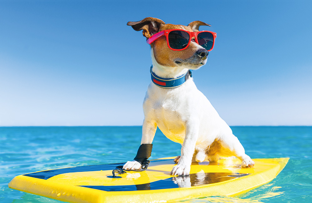 Cane in vacanza su una tavola da surf