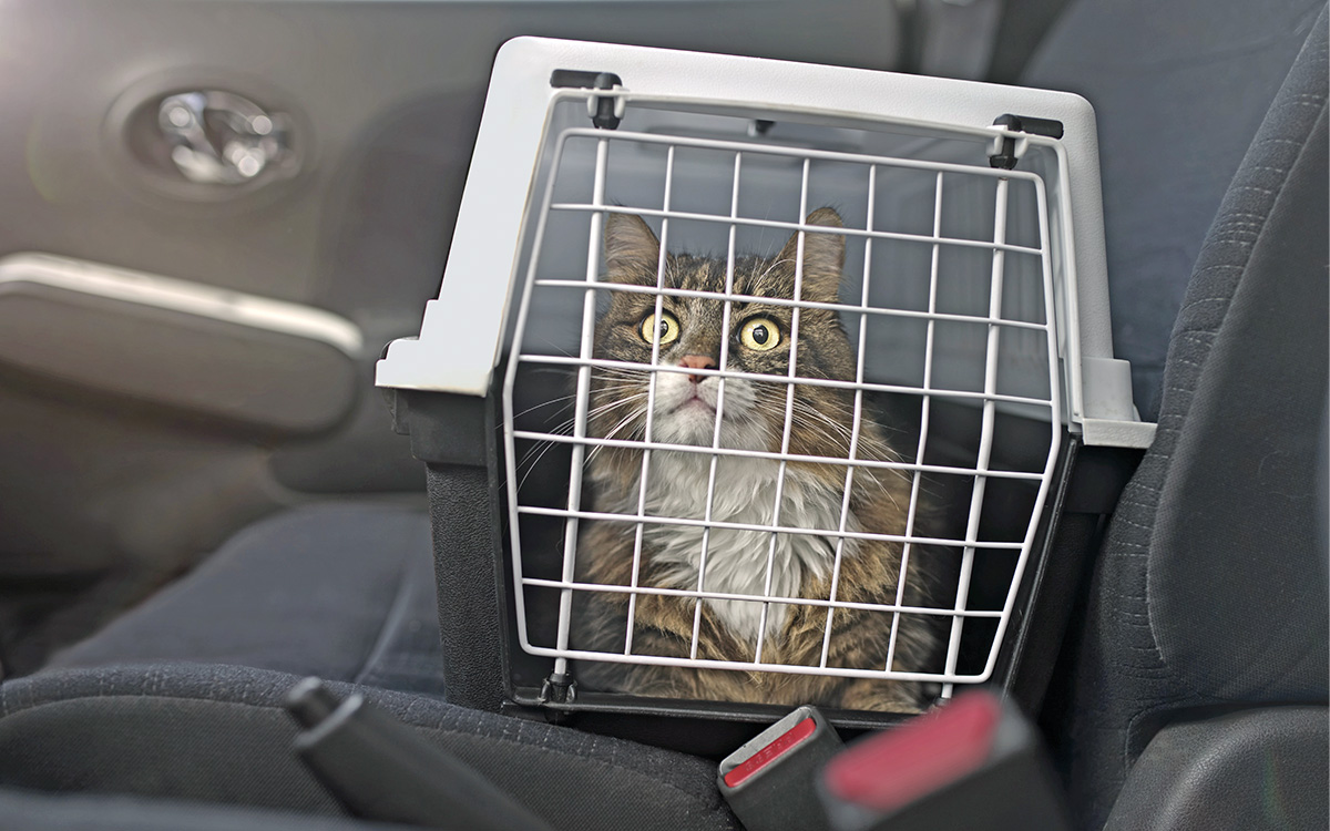 Un micio nel suo trasportino in auto durante il viaggio.