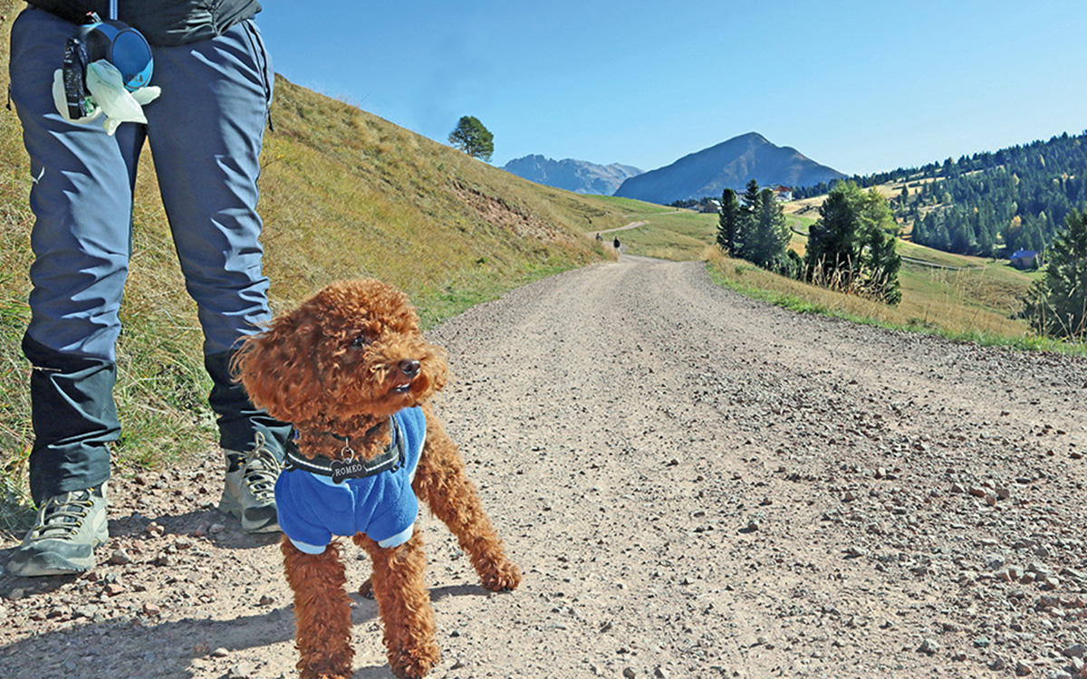 Escursioni pet friendly: un barboncino fra i sentieri di montagna della Val di Fiemme.