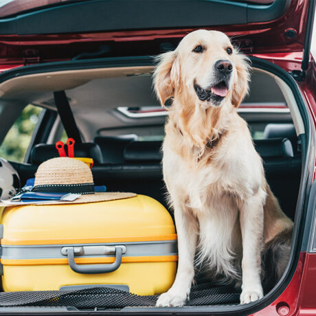 Cane in auto pronto a partire per le vacanze con la sua famiglia.