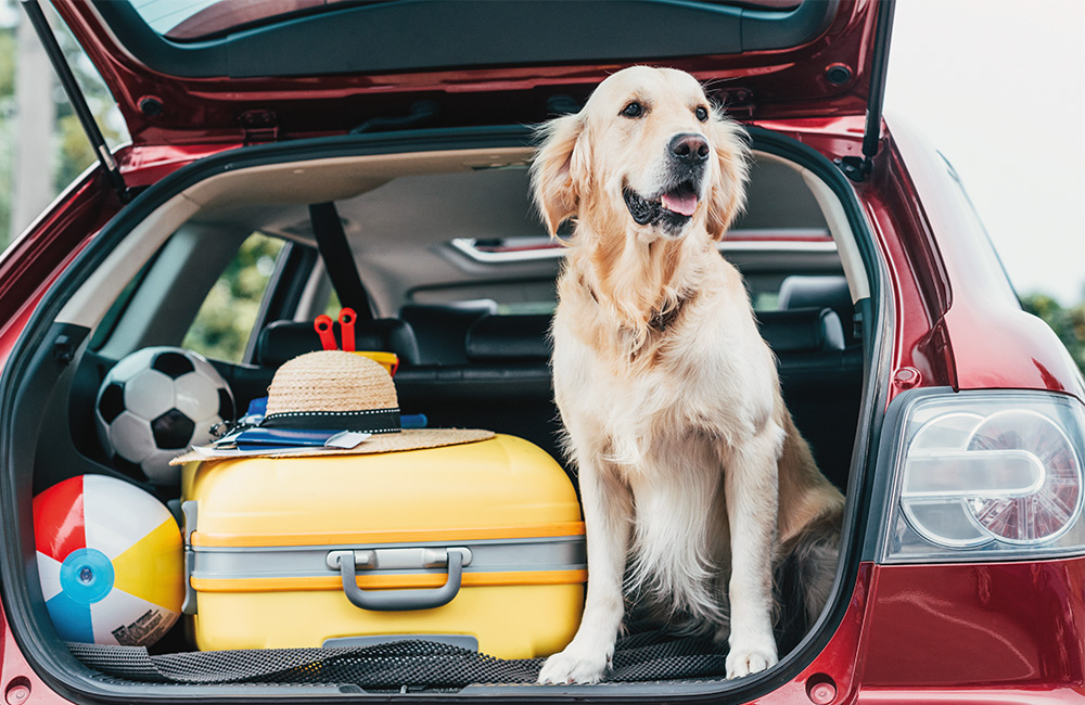 Cane in auto pronto a partire per le vacanze con la sua famiglia.