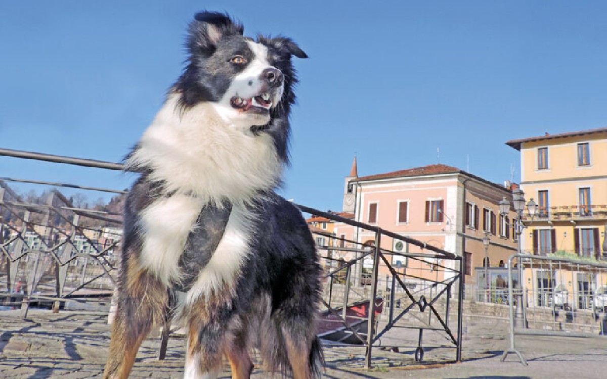 Un Border Collie a Laveno Mombello, comune lombardo sul Lago Maggiore, un lago pet friendly.