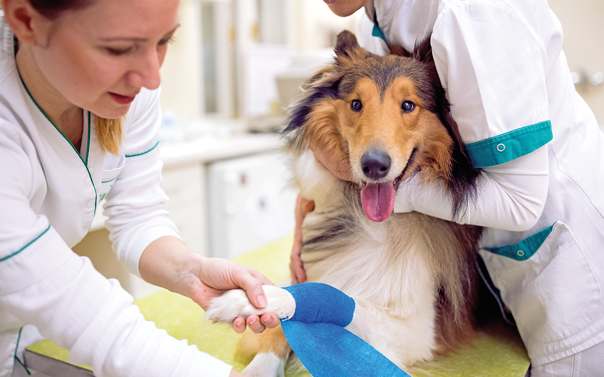 Pronto soccorso veterinario: un cane viene medicato dai veterinari.