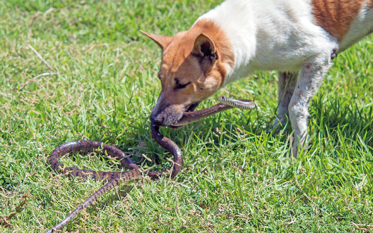 Pronto soccorso veterinario