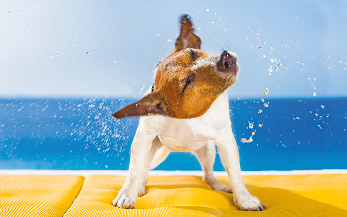 Cani in vacanza: in spiaggia possibilità di divertimento.