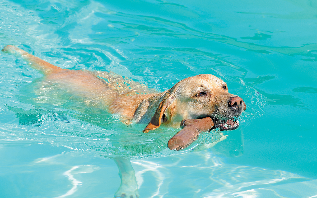 Cane in vacanza che nuota con il suo dummy galleggiante.