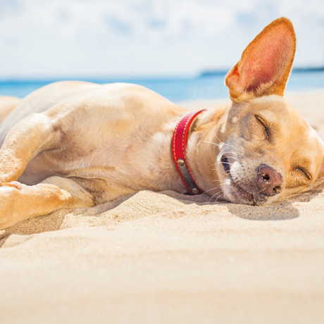 Cani in vacanza: relax anche per gli amici a quattro zampe.