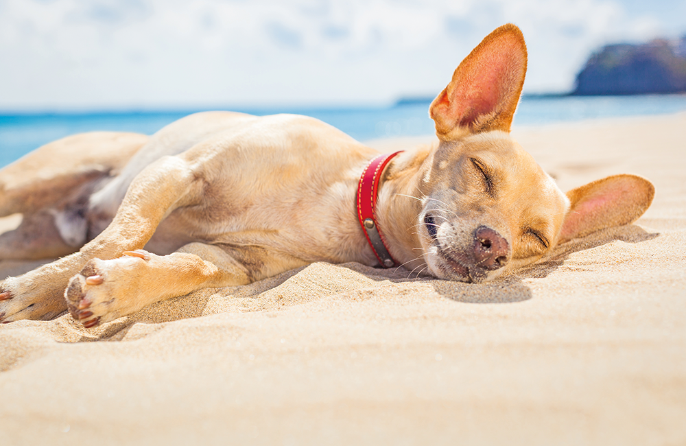 Cani in vacanza: relax anche per gli amici a quattro zampe.