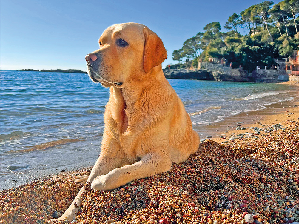 Holly, la splendida Labrador, cane bagnino da salvataggio, di Gianluca Copelletti.