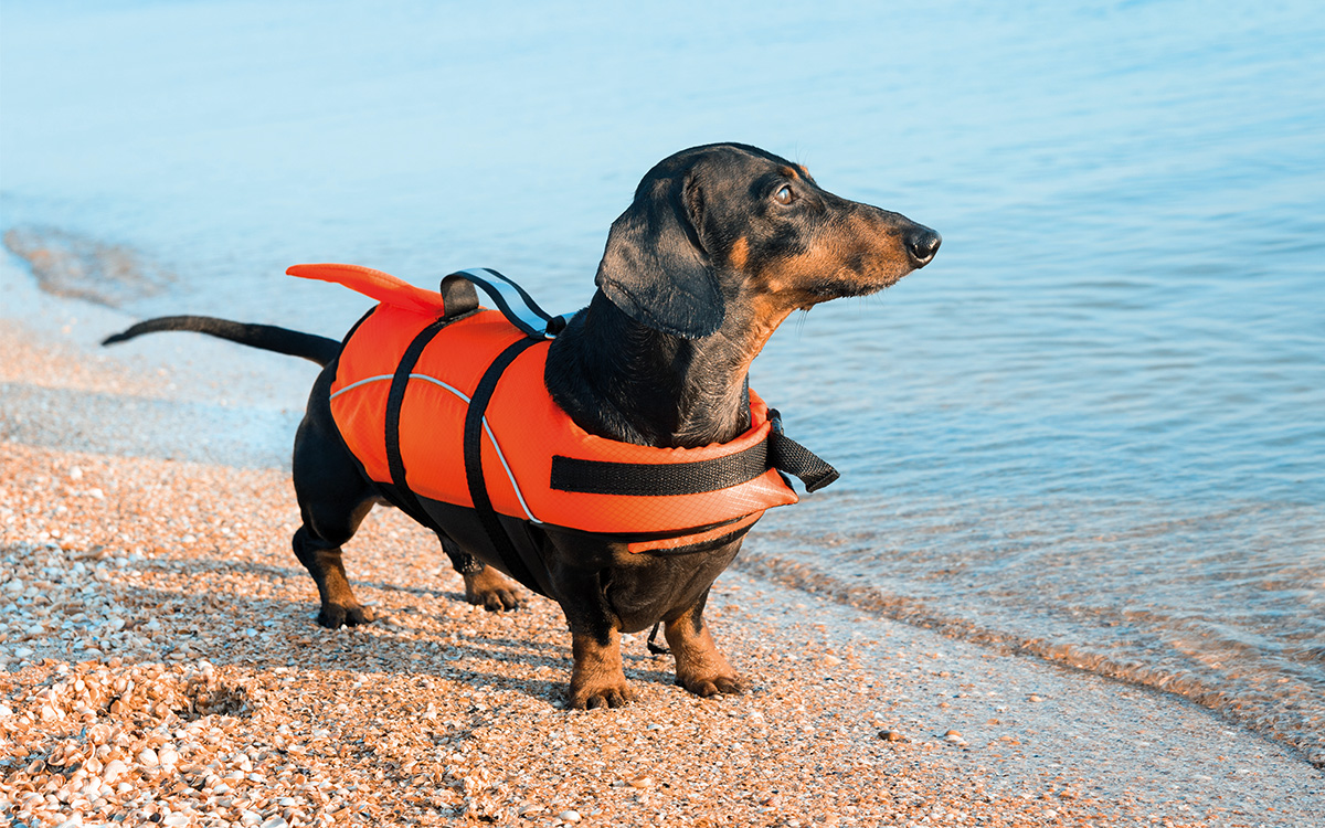 Bassotto munito di salvagente per cani.