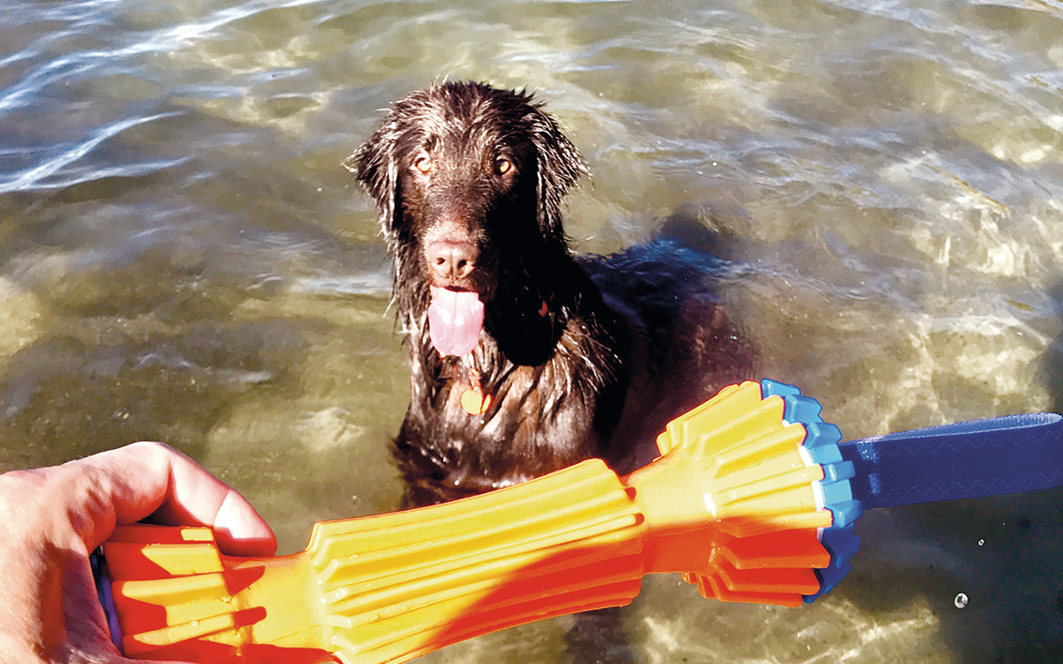 Un cane in acqua gioca con il proprio giocattolo.