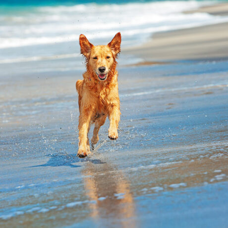 Cani d'estate: un cane libero corre allegramente sulla spiaggia.