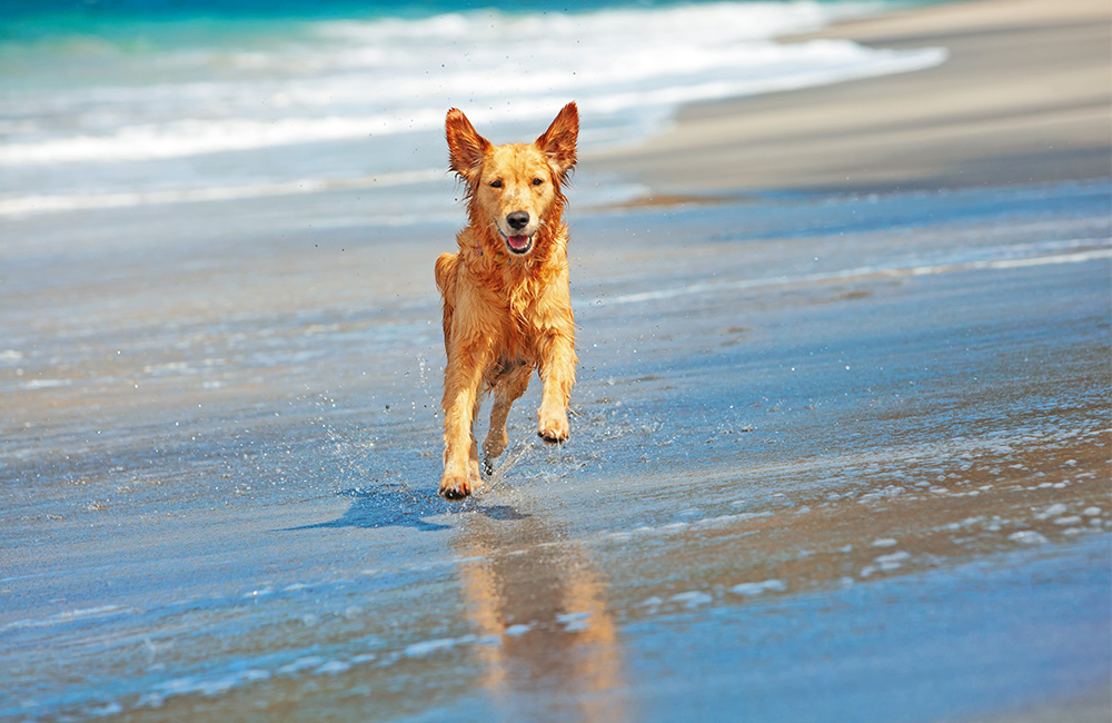 Cani d'estate: un cane libero corre allegramente sulla spiaggia.