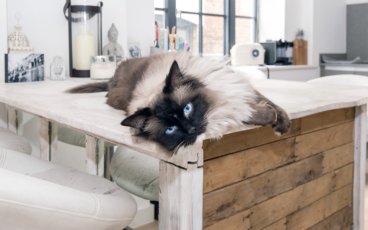 Un gatto si rilassa nella casa delle vacanze.