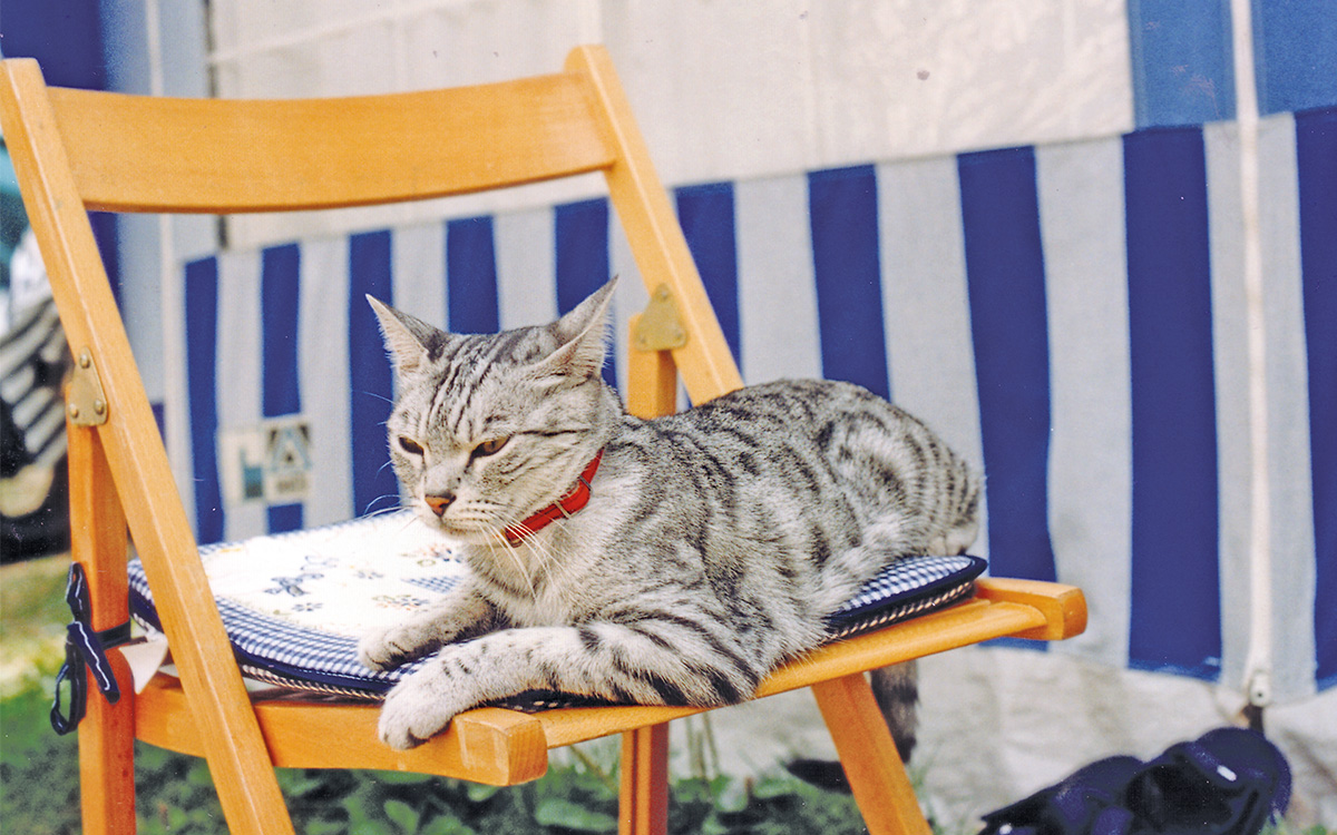 Un gatto in vacanza si rilassa su una sedia.