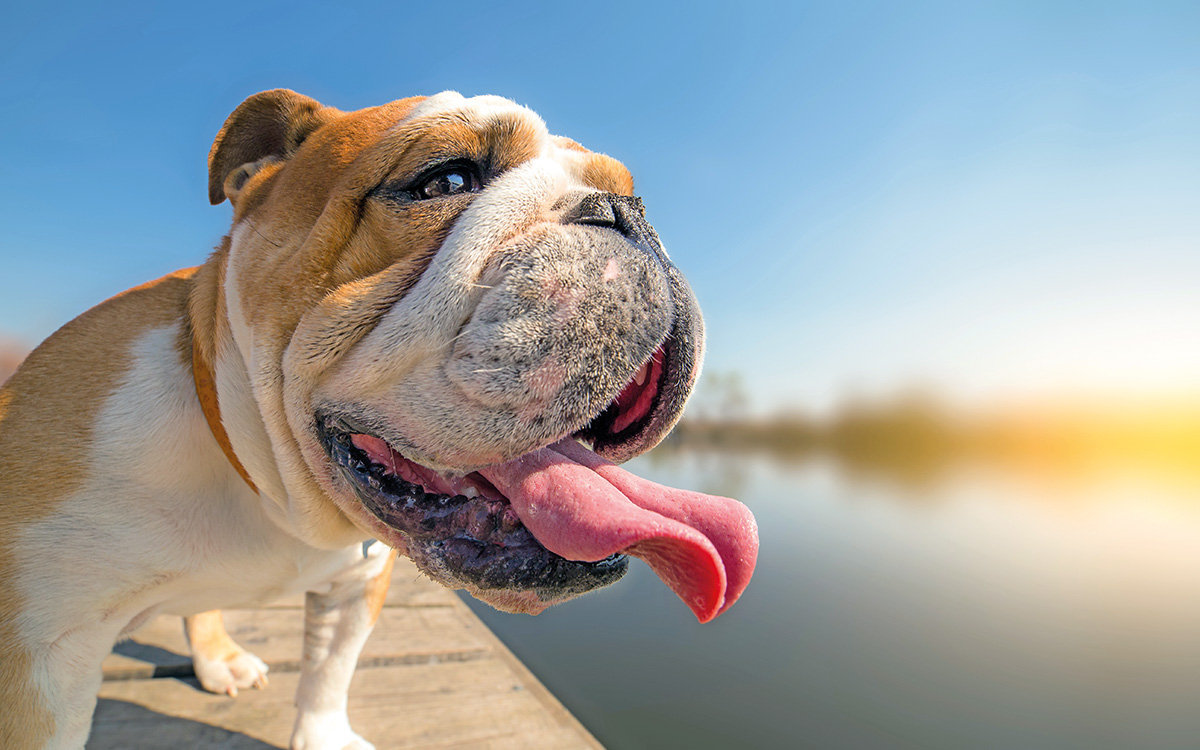 In spiaggia con il cane: un cane brachicefalo al mare.