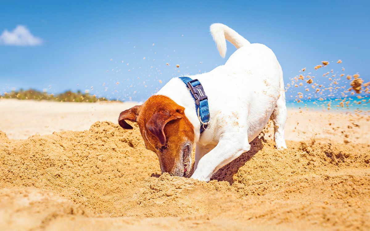 Un piccolo cane scava una buca nella sabbia in spiaggia.