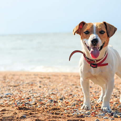 In spiaggia con il cane: cosa portare e come farlo divertire.