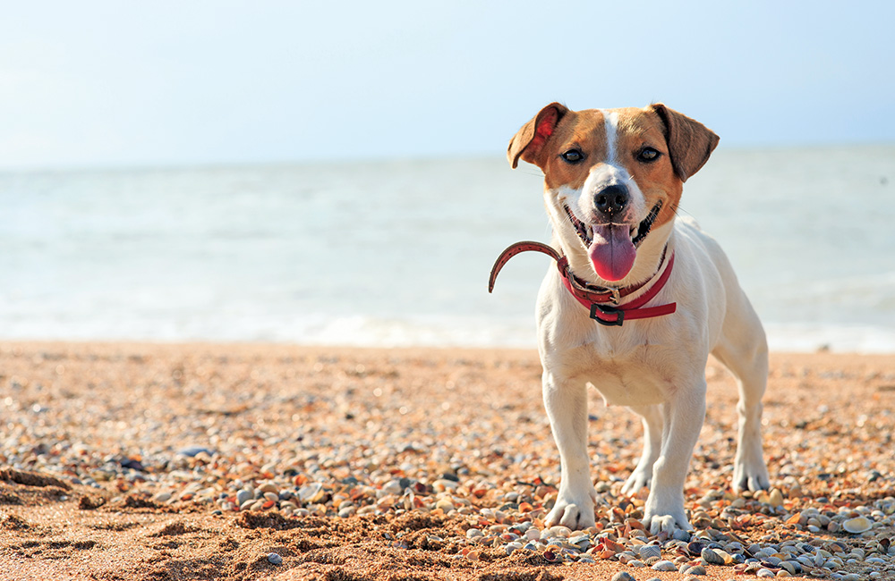 In spiaggia con il cane: cosa portare e come farlo divertire.