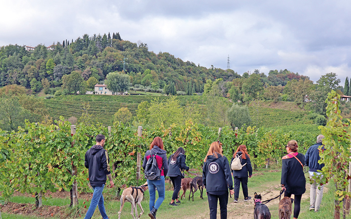 Viaggio pet friendly: salutare escursione lungo la Via del Prosecco con i Galgo.