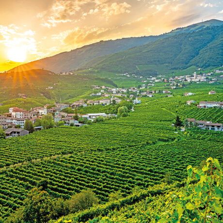 Viaggio pet friendly sulla via del Prosecco: il panorama delle colline di Valdobbiadene e Conegliano