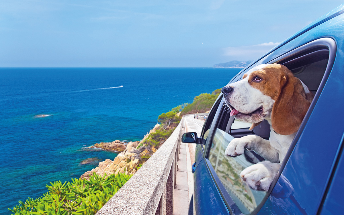 Un cane che si affaccia dall'auto del proprio padrone su una vista mozzafiato.