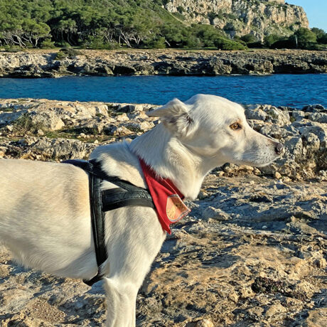 Salento, ideale per una vacanza pet friendly: Bella al mare, una trovatella speciale.