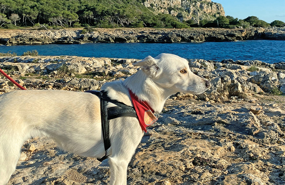 Salento, ideale per una vacanza pet friendly: Bella al mare, una trovatella speciale.