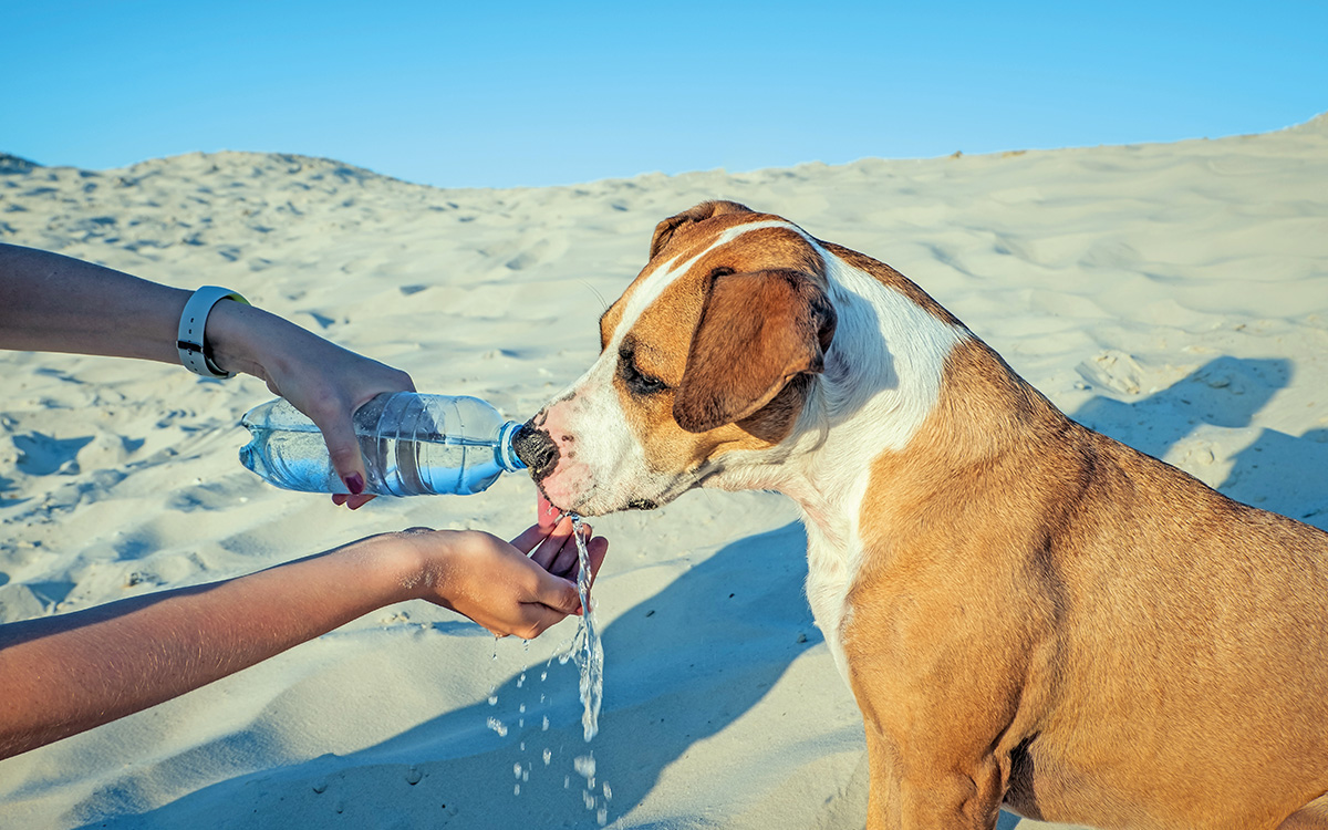 Un cane viene dissetato in una spiaggia per cani.