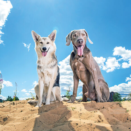 Spiagge per cani: due cani amici sulla sabbia.