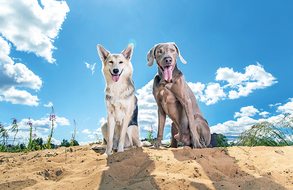 Spiagge per cani: due cani amici sulla sabbia.