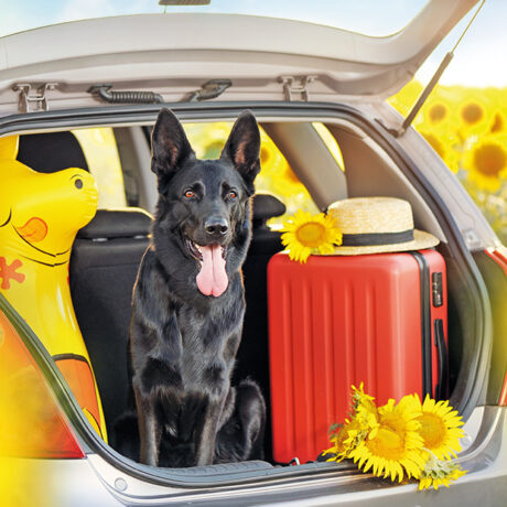 Vademecum di viaggio: un cane in mezzo alle valigie pronto a partire