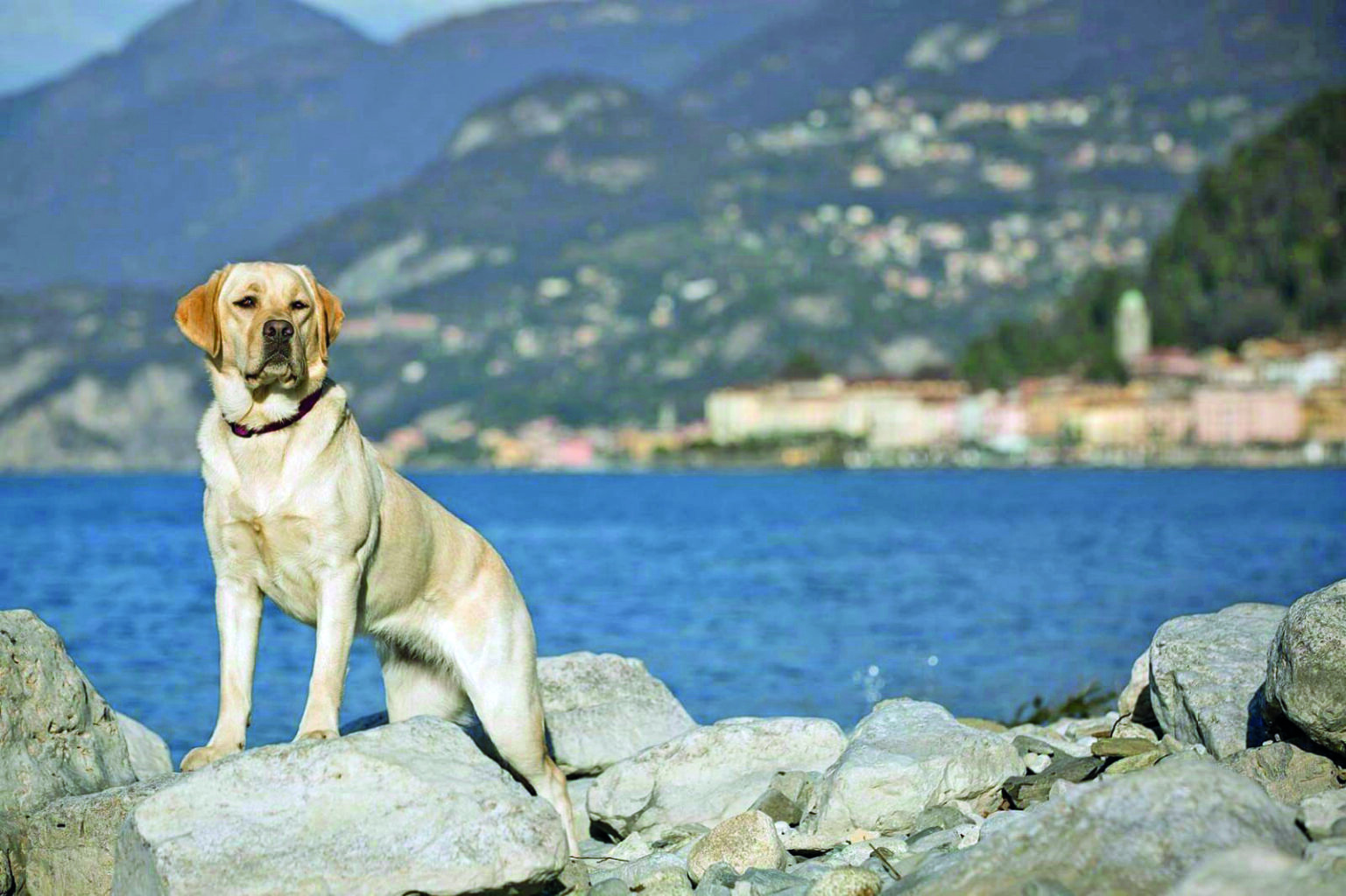 Il Lago di Como, il lago dog friendly