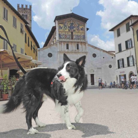 Lucca, una città pet friendly