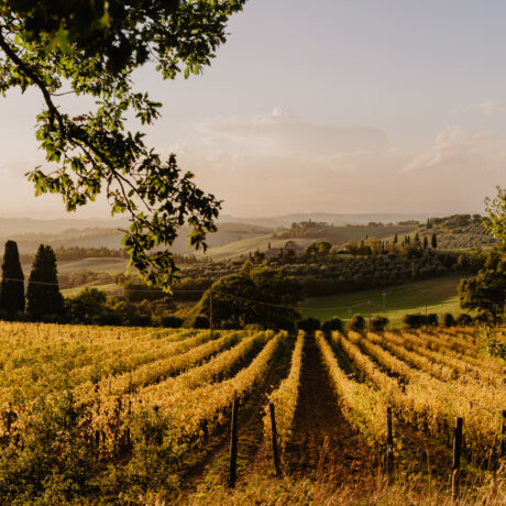 Wine Tour a Fattoria del Colle